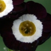 Primula Auricula Sugar Plum Fairy - Abriachan Nurseries